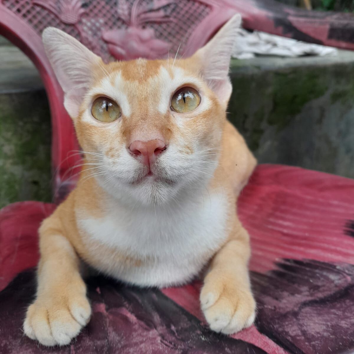 the best cat looking at his mother