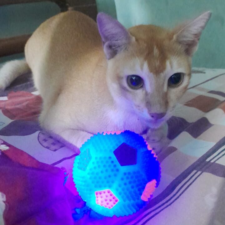 The cat statue for a lighting ball