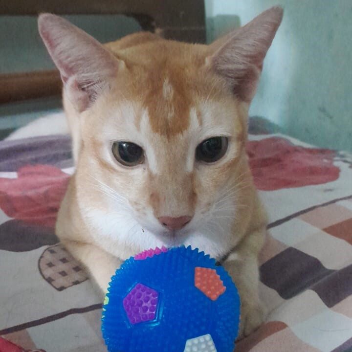 the cat observing lighting ball