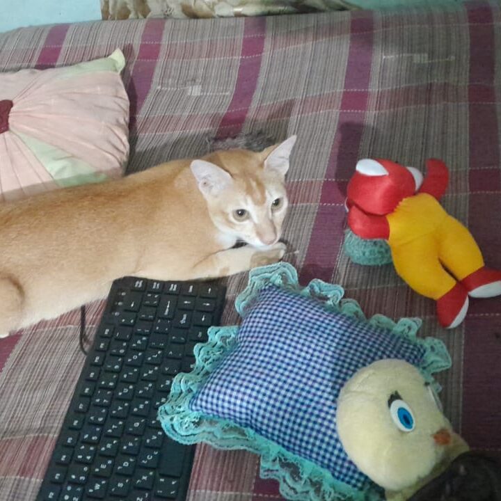 The best cat playing with his toys