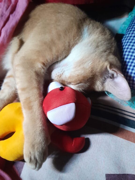 sleeping with toys